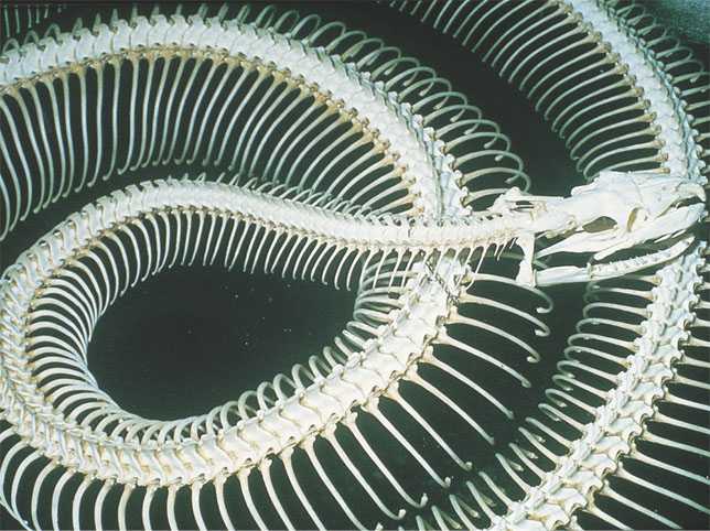 34_01snakeskeleton_up.jpg