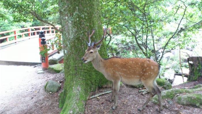 DSC_0063 Miyajima